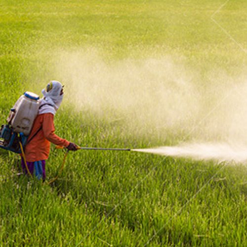 Advance Biocontrol of Soil Insect Pests