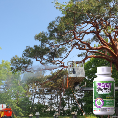 Biocontrol of Pine Wilt Disease by Aerial Spraying of a Bacillus Strain Enhancing Plant Immunity